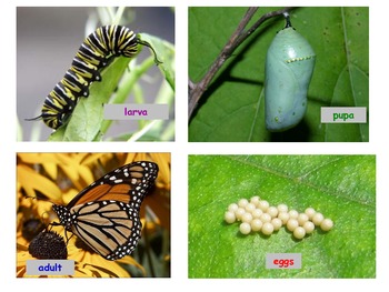 Preview of Butterfly or Moth Life Cycle Writing & Sequencing Activity, Inquiry-Based