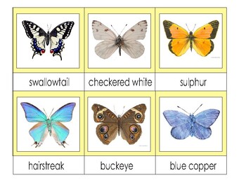 Preview of Butterfly types