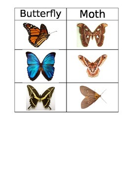 Preview of Butterfly versus Moth