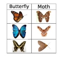 Butterfly versus Moth