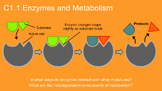 C1.1 Enzymes and Metabolism Slideshow, Guided Notes, and T