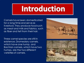 desert animals for kids powerpoint