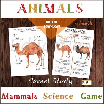 Preview of CAMEL busy binder pack, Dromedary & Bactrian Posters, Difference poster, Animals