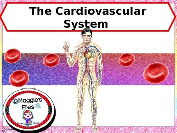 Preview of CARDIOVASCULAR SYSTEM- PPT AND NOTES