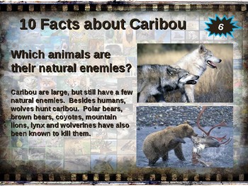CARIBOU (REINDEER) 10 facts. Fun engaging PPT (w links & free graphic ...