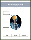 CC Cycle 3 Parts of Nervous System
