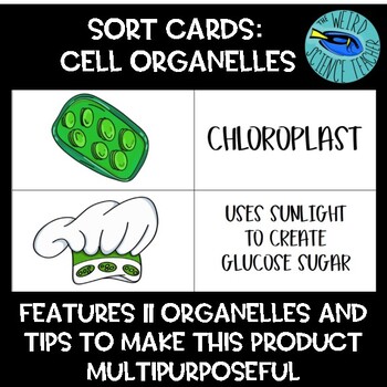 Preview of CELL ORGANELLE SORT CARDS FOR MATCHING, REVIEW, CUT/PASTE,FLASHCARDS, WORD WALLS