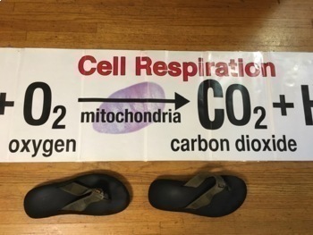 Preview of CELL RESPIRATION EQUATION BANNER / Print-ready sheets to assemble