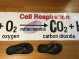CELL RESPIRATION EQUATION BANNER / Print-ready sheets to assemble