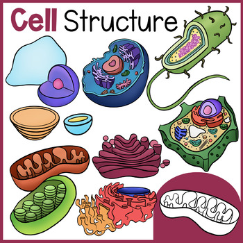 CELL STRUCTURE AND FUNCTION CLIP ART by The Magical Gallery | TpT