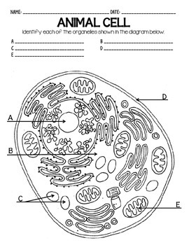CELLS Blank Plant & Animal Cell Diagrams: Note Taking/Assessment by
