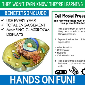 Cell Model Project Plant and Animal Cells 3D Model for the Middle Grades