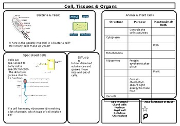 Preview of CELLS RESPIRATION AND INHERITANCE WORKSHEETS