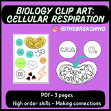 CELLULAR RESPIRATION: Clip art to make connections