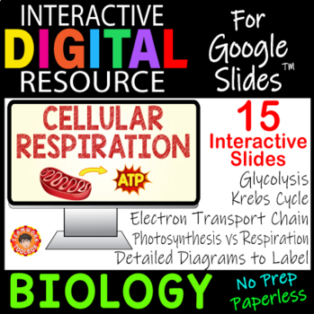 Preview of CELLULAR RESPIRATION ~Interactive Digital Resource for Google Slides~