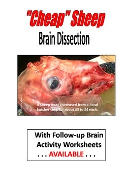 Preview of . "CHEAP" SHEEP  S.T.E.M. Brain Dissection  11-PAGES  EXCELLENT follow-up LAB