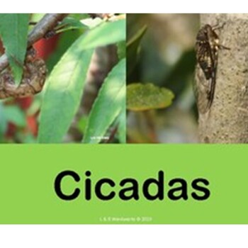 Preview of CICADAS - Life Cycle
