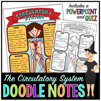 Preview of The Circulatory System Doodle Notes | Science Doodle Notes
