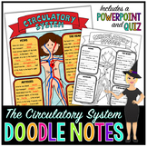 The Circulatory System Doodle Notes | Science Doodle Notes