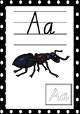 ALPHABET POSTERS / SIGNS FOR CLASSROOM DISPLAY