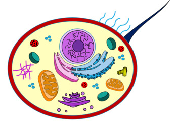 Preview of CLIPART Biology Organelles - Copy & Paste Ready