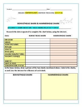 Preview of COMPARE TWO SHARKS: ACTIVITY #2 :BONNETHEAD & HAMMERHEAD/ CAMP /SHARK WEEK