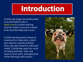COW COWS | PowerPoint Activity Farm Animals Science Lesson PPT | TPT