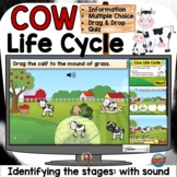 COW FARM ANIMAL LIFE CYCLE BOOM DIGITAL: GOOGLE CLASSROOM 