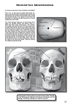 Preview of CSI School - Sex identification from skulls and facial reconstruction