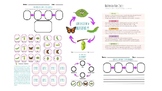 CUTE! FUN! Butterfly Life Cycle Lesson Plan Outline, Print
