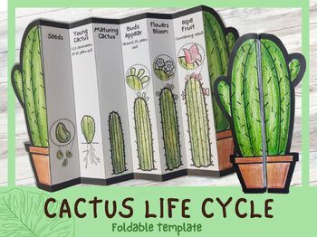Preview of Cactus Life Cycle | Science Craft Worksheet