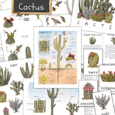 Cactus Unit: huge set with cacti types, life cycle, anatom