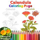 Calendula: Coloring Page and Botanical Description Card