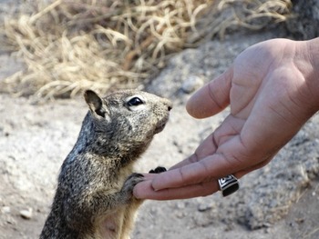 Preview of California Ground Squirrel