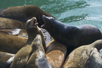 Preview of California Sea Lions (Zalophus californianus) stock photo.