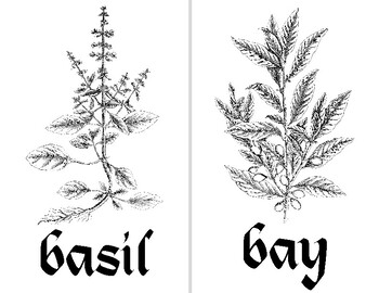 Preview of Kitchen Herb Flashcards, Plant Recognition, B&W Sketch/Vintage Style,Calligraphy