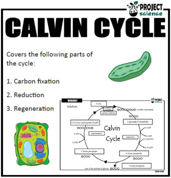 Calvin Cycle Activity [Cut and Paste] by PROJECT science | TpT