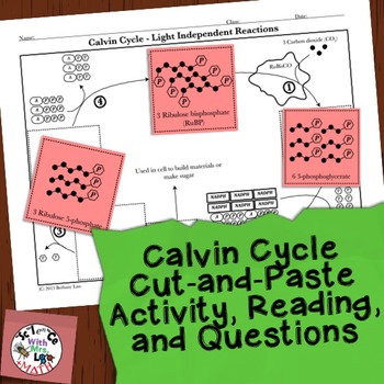 Preview of Photosynthesis Activity: Calvin Cycle Cut and Paste Activity