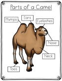Camel Anatomy Labeling- The Parts of a Camel