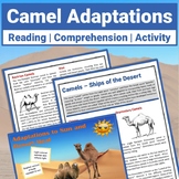 Camels Desert Adaptations Reading Comprehension Passages a