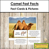 Camel Fast Facts - Montessori Zoology Cards & Pictures
