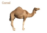 Camel anatomy