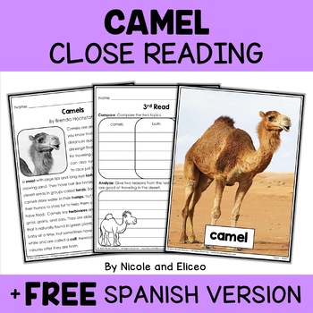 Preview of Camel Close Reading Comprehension Passage Activities + FREE Spanish