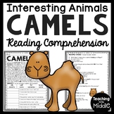 Camels Informational Text Reading Comprehension Worksheet Animals