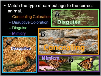 Animal Adaptations Lesson, Camouflage and Mimicry by Science from Murf LLC