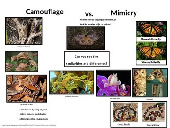 Camouflage vs Mimicry by Teacher's Resource Menu | TPT