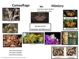 Camouflage vs Mimicry