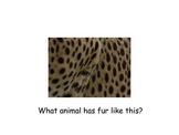 Can You Guess the Zoo Animals?