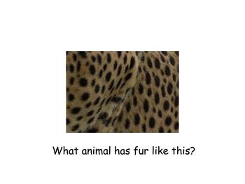 Preview of Can You Guess the Zoo Animals?