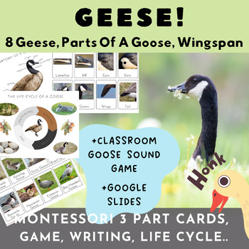 Preview of Canada Geese+more/Montessori/Parts+Life Cycle Of A Goose/Game/Activities
